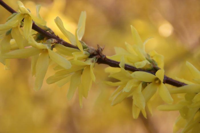 Forsythie