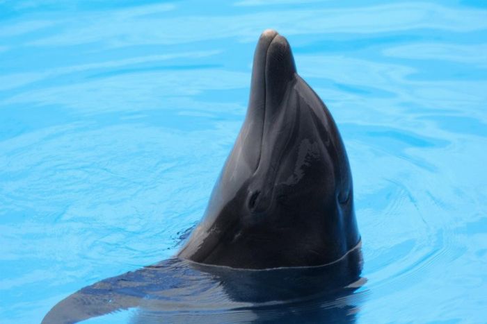 Delfin ,Teneriffa