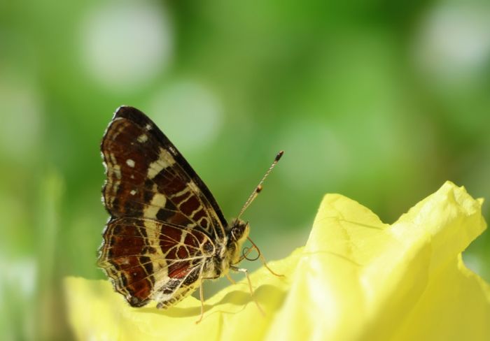 Schmetterling