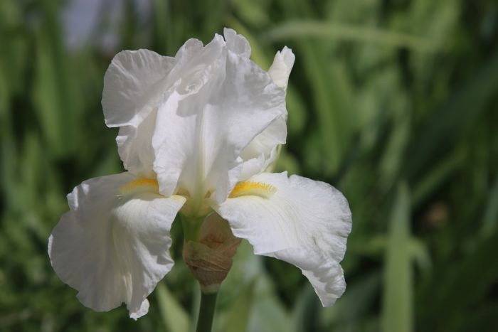 Iris