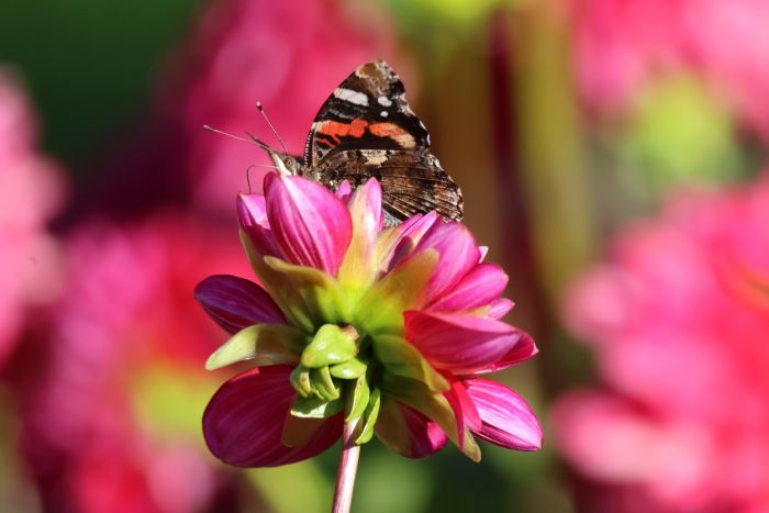Schmetterling