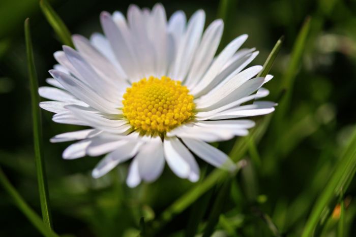 Gänseblümchen
