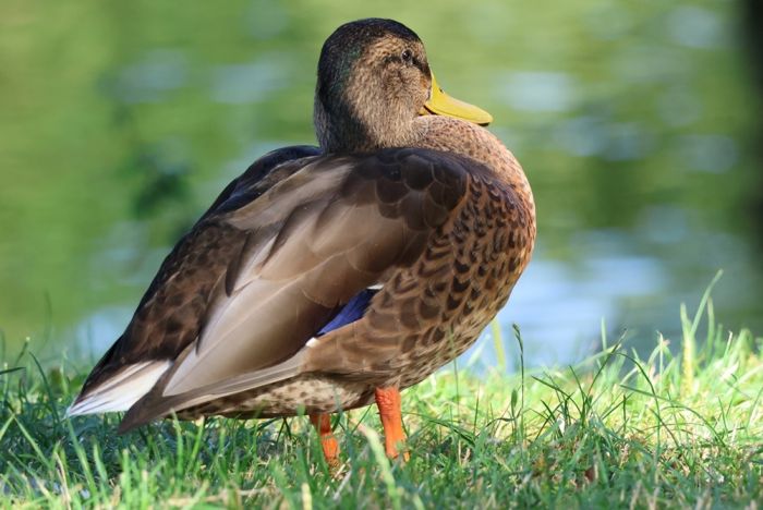Ente