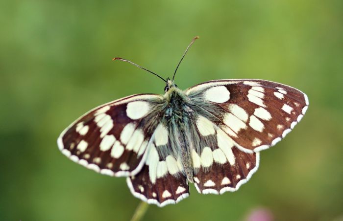Schmetterling