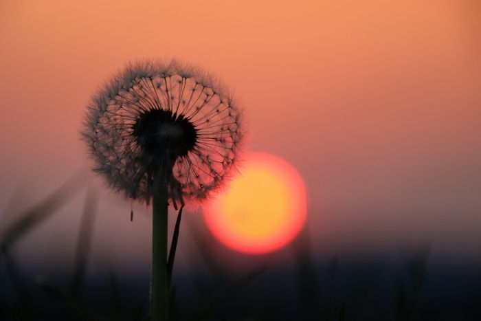 Löwenzahn Löwenzahn