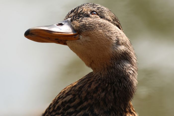 Ente
