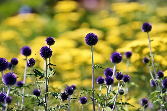 Kugeldisteln Kugeldisteln