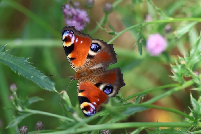 Schmetterling