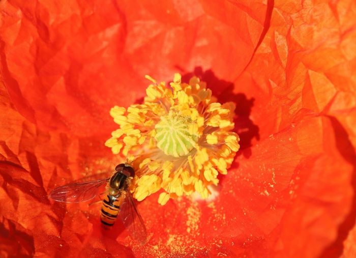 Mohn mit Besuch