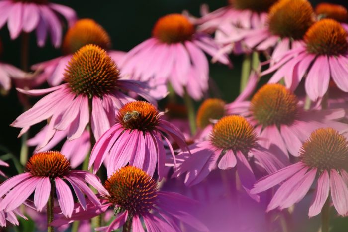 Echinacia