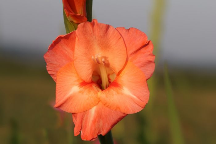 Blüte