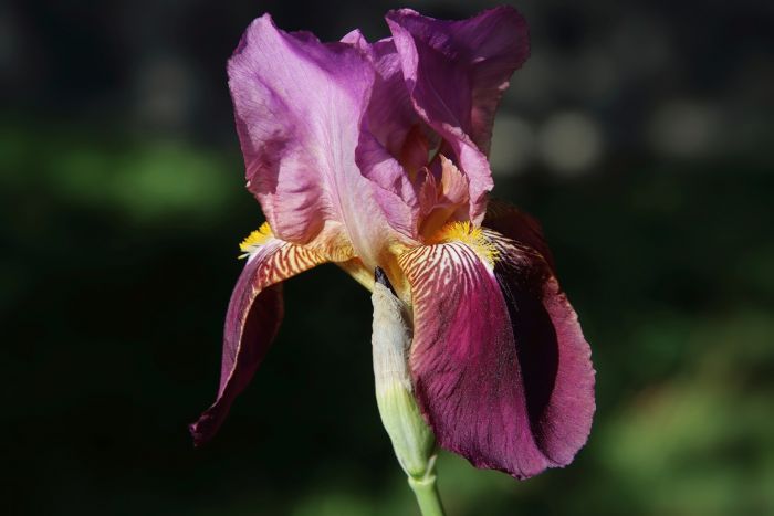 Iris