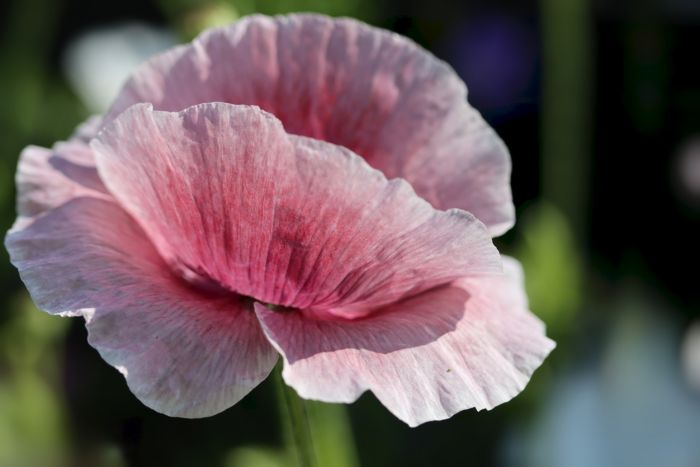 Mohn