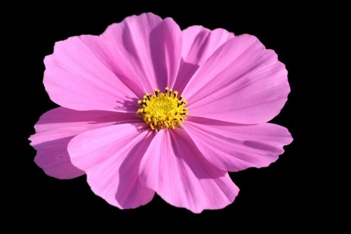 Cosmea