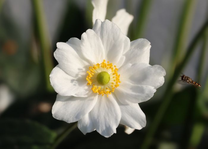 Blüte