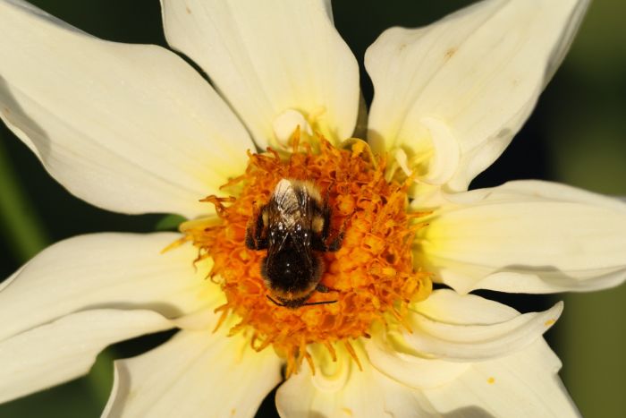 Hummel