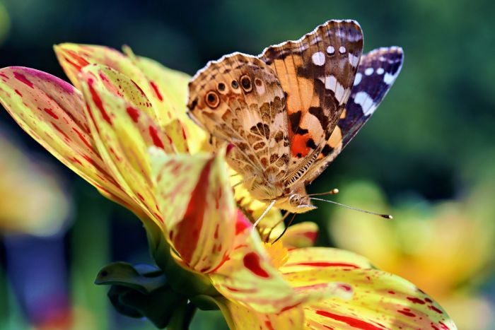 Schmetterling Schmetterling