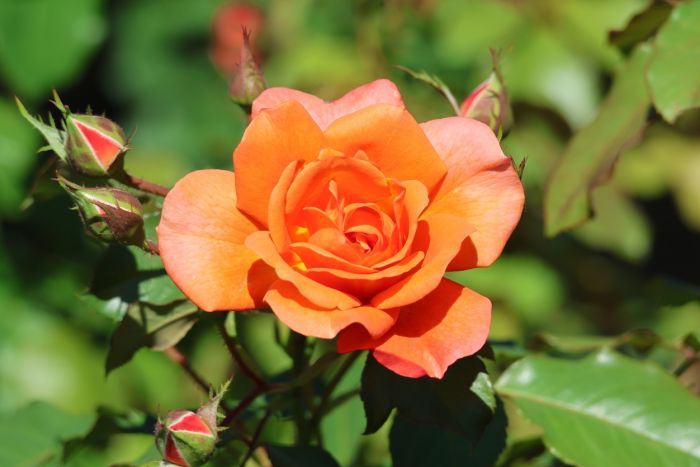 Rose