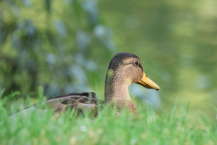 Ente