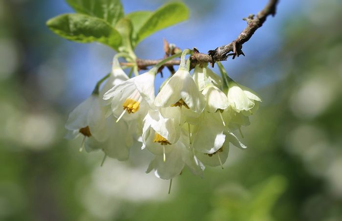 Schneeglöckcnenblüten