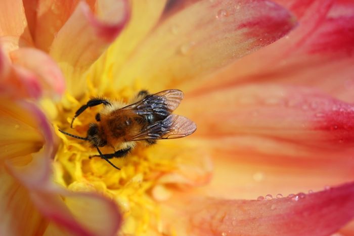 Hummel