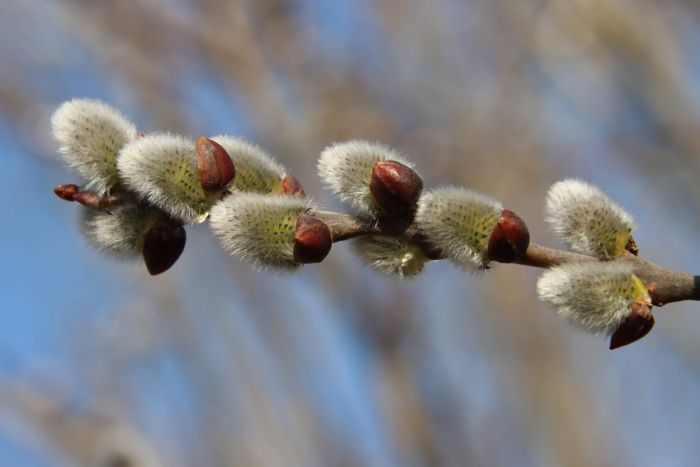 Weidenkätzchen