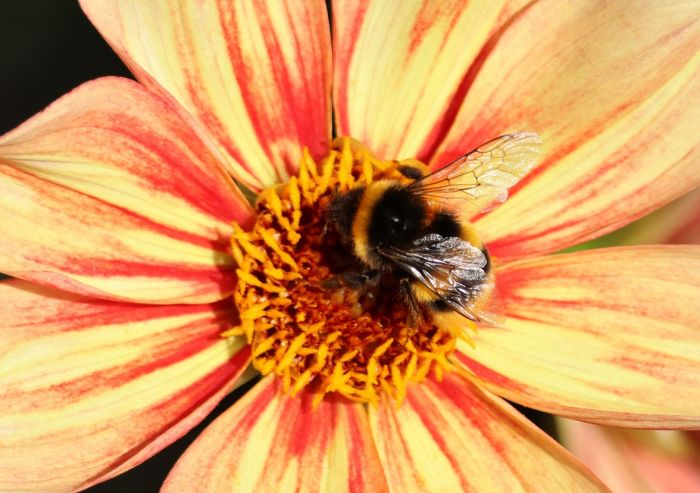 Hummel