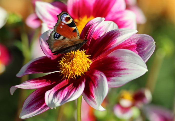 Schmetterling