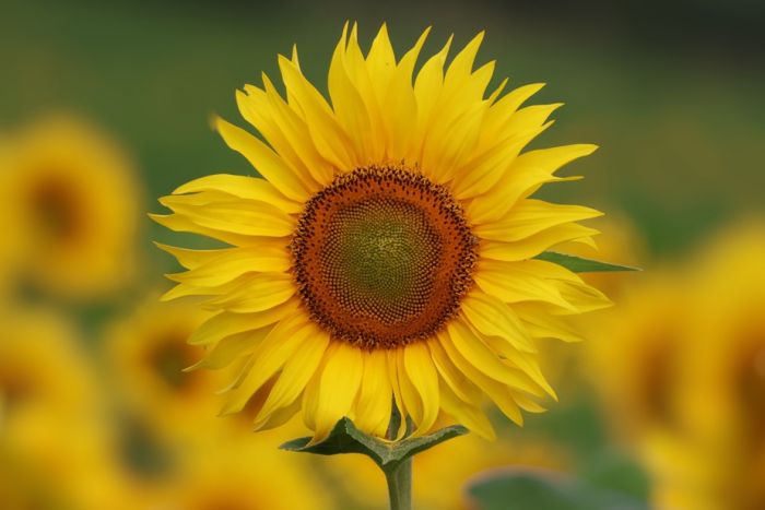 Sonnenblume