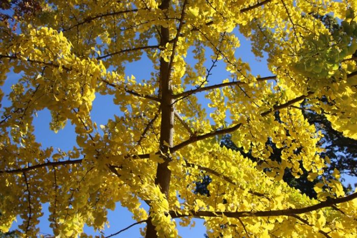 Ginkgo