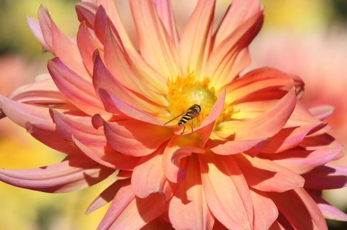 Dahlie und Schwebfliege