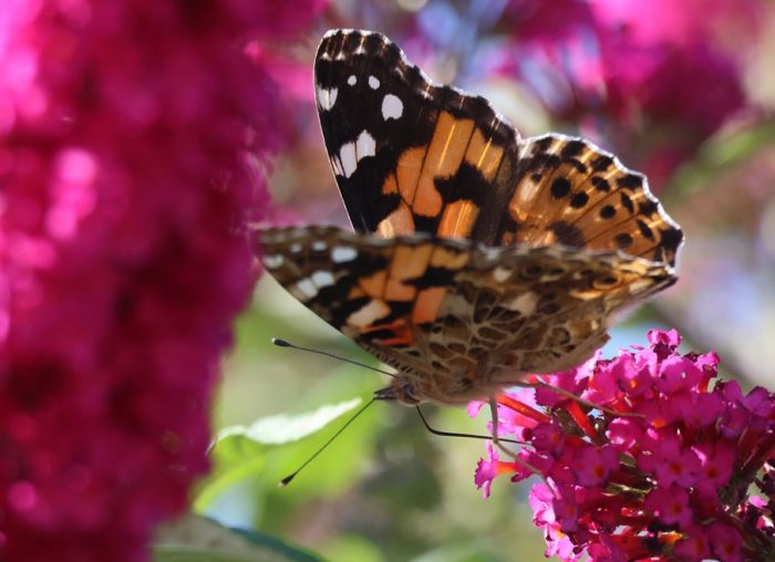 Schmetterling