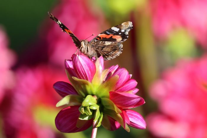 Schmetterling