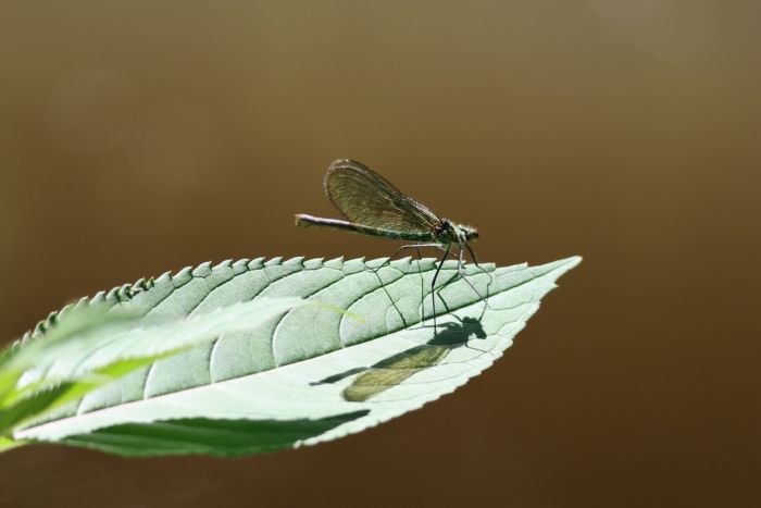 Libelle Libelle