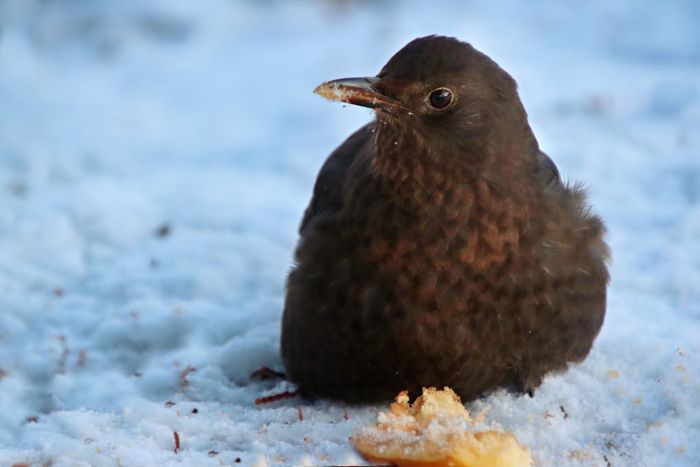 Amsel und Apfelfrühstück im Winter
