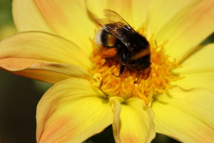 Hummel
