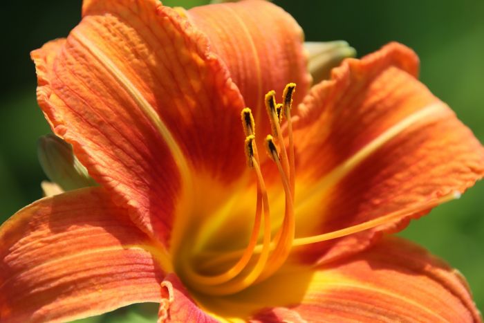 Lilie