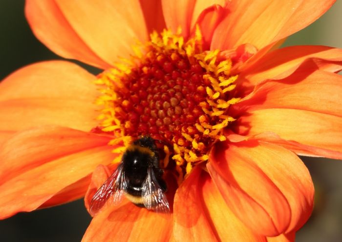 Hummel