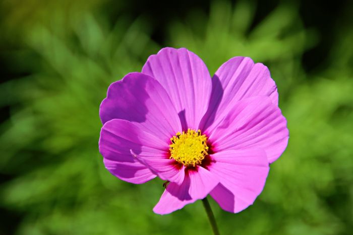 Cosmea