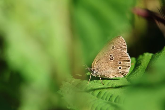 Schmetterling
