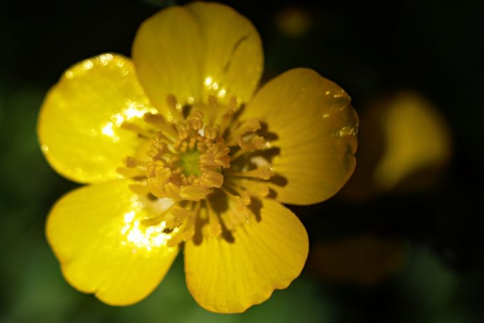 Butterblume