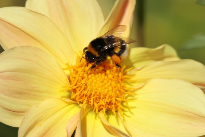 Hummel