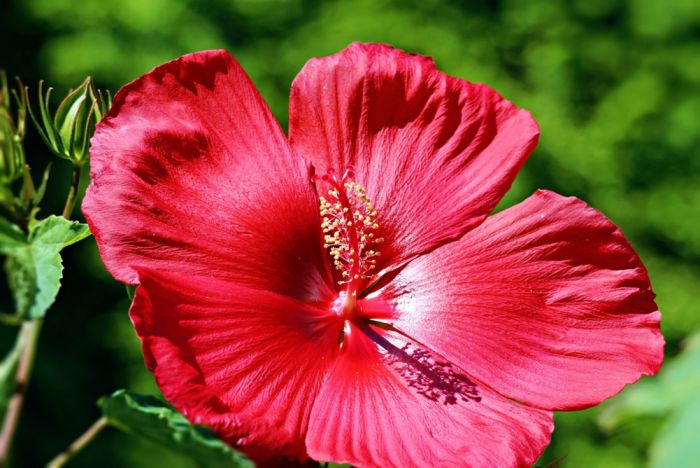 Blüte Blüte