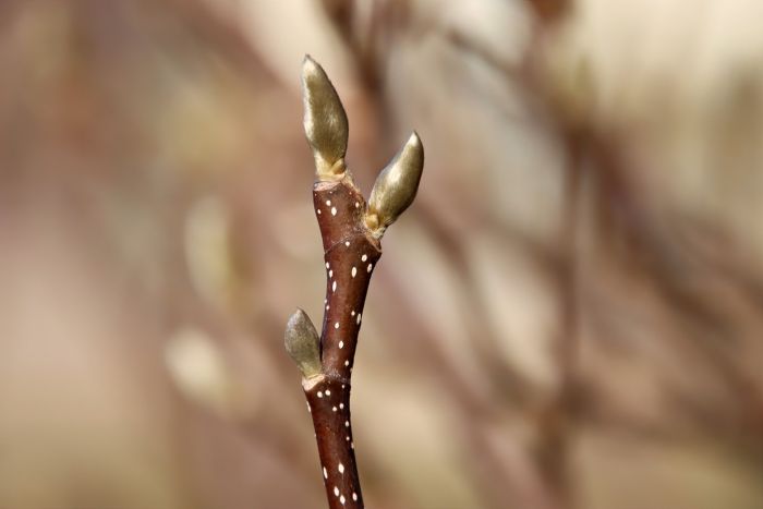 Knospenzweig Knospenzweig