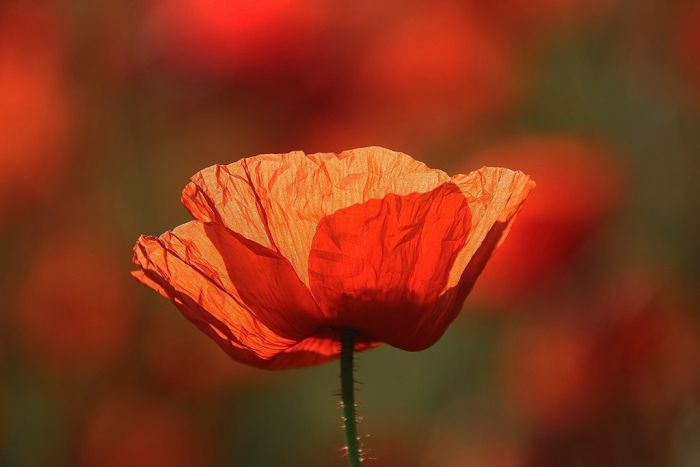 Mohn
