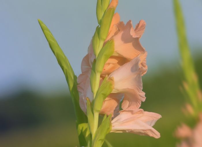 Gladiole Gladiole