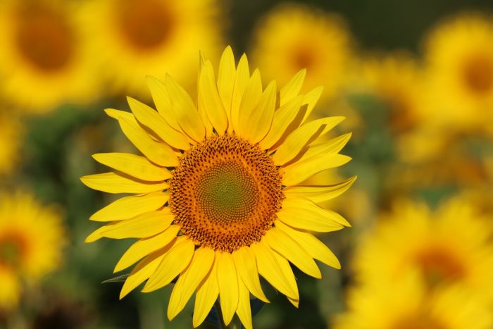 Sonnenblume