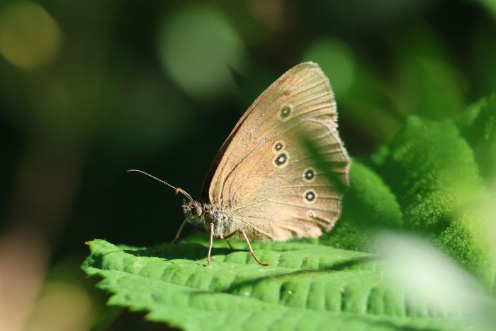Schmetterling