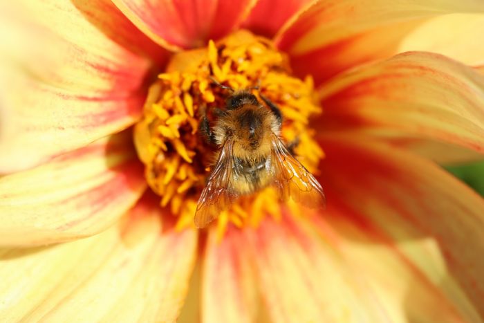 Hummel