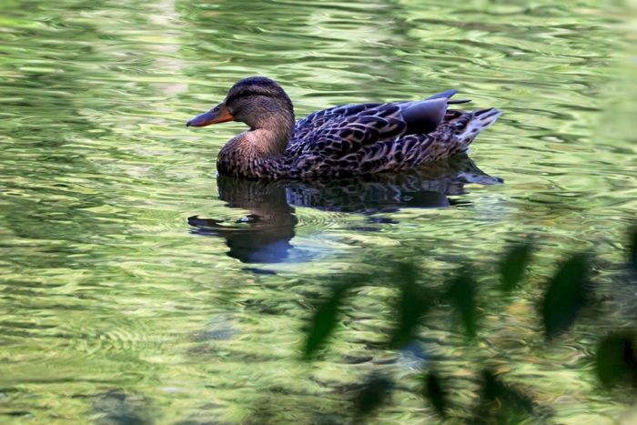 Ente Ente